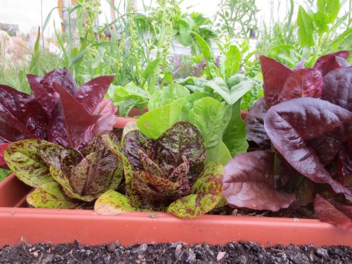Several varieties of romaine lettuce